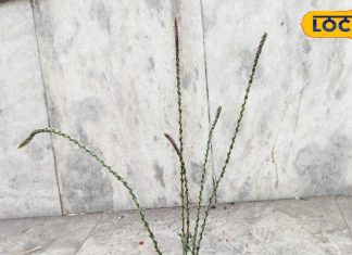 सर्दी खांसी की समस्या से छुटकारा दिलाएगा ये पौधा, खुजली और त्वचा रोगों में भी लाभकारी – Bharat.one हिंदी