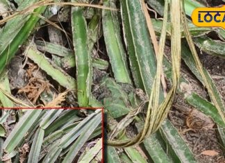 हड्डियों को सॉलिड बना देगी ये जड़ी-बूटी, शरीर के हर दर्द-सूजन में कारगर