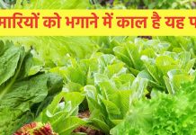 यह पत्ता नहीं शरीर में खून को भरने वाली मशीन है, हड्डियों में भी भरता है चट्टानी शक्ति, वजन पर भी प्रहार