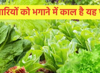 यह पत्ता नहीं शरीर में खून को भरने वाली मशीन है, हड्डियों में भी भरता है चट्टानी शक्ति, वजन पर भी प्रहार