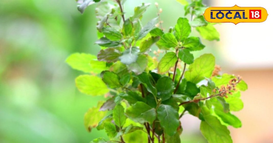 Magh Month Tulsi Pujan: माघ मास में तुलसी पूजन में इन बातों का रखें खास ध्यान, वरना हो सकता है नुकसान
