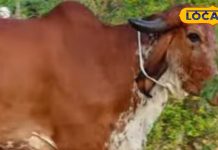 Panchgavya Ke Fayde: घर के क्लेश-झगड़ों को दूर कर देगा पंचगव्य…हर पूजा के लिए बहुत जरूरी, शरीर की शुद्धि के लिए भी करें इस्तेमाल!