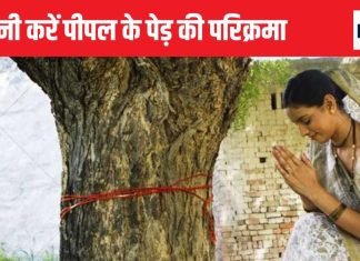 Peepal ki Puja Niyam: 5, 7 या 11… कितनी बार करें पीपल के पेड़ की परिक्रमा? यहां जानें पीपल पूजा से जुड़े नियम