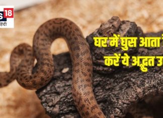 Sanp bhagane ka Vastu upay: घर की दीवार पर लिख दें ये शब्द, नहीं घुसेंगे सांप दोबारा