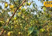 घर पर नहीं पड़नी चाहिए इन 6 पेड़ों की छाया, रुक जाएगी बरकत, चली जाएंगी लक्ष्मी!