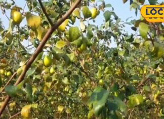 घर पर नहीं पड़नी चाहिए इन 6 पेड़ों की छाया, रुक जाएगी बरकत, चली जाएंगी लक्ष्मी!