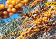 कैंसर जैसी बीमारियों को दूर रखता है ये फल, विटामिन सी का भंडार – Bharat.one हिंदी