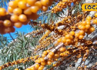 कैंसर जैसी बीमारियों को दूर रखता है ये फल, विटामिन सी का भंडार – Bharat.one हिंदी