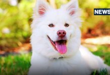 कुत्ते अपनी पूंछ का पीछा क्यों करते हैं? 99% लोग हैं असली वजह से अनजान, जानें क्या कहता है विज्ञान