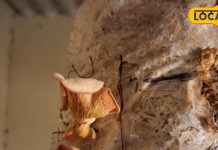 चिकन-मटन से बेहतर है गुलाबी मशरूम, कैंसर जैसी बीमारियों से लड़ने में कारगर