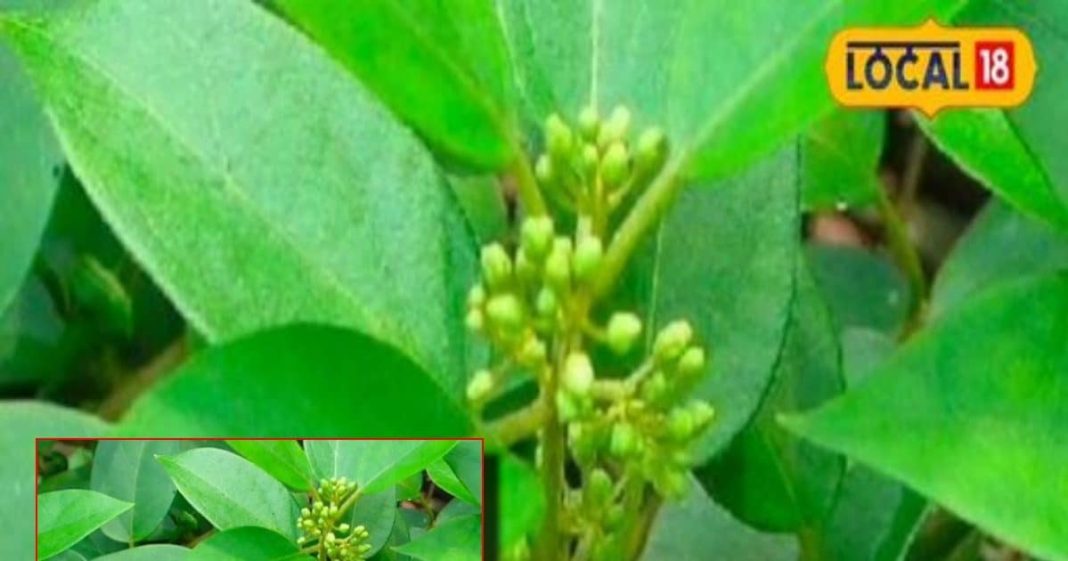 इलाज का पूरा बचेगा खर्चा! सुबह खाली पेट चबा लें इस पौधे के 2 पत्ते, शुगर….