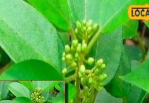 इलाज का पूरा बचेगा खर्चा! सुबह खाली पेट चबा लें इस पौधे के 2 पत्ते, शुगर….