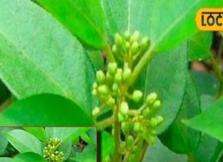 इलाज का पूरा बचेगा खर्चा! सुबह खाली पेट चबा लें इस पौधे के 2 पत्ते, शुगर….