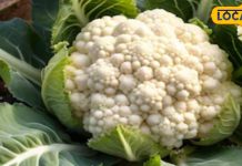 इन लोगों को भूलकर भी नहीं खानी चाहिए गोभी, सस्ता देख मार्केट से न भर लें झोला!