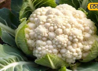 इन लोगों को भूलकर भी नहीं खानी चाहिए गोभी, सस्ता देख मार्केट से न भर लें झोला!