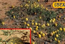 न कद्दू…न तरबूज, बहुत ही चमत्कारी है ये फल, इन बीमारियों का माना जाता है काल