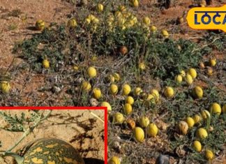 न कद्दू…न तरबूज, बहुत ही चमत्कारी है ये फल, इन बीमारियों का माना जाता है काल