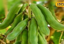 सिर्फ सर्दियों में मिलती है ये जंगली सब्जी, इन लोगों की पहली पसंद