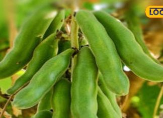 सिर्फ सर्दियों में मिलती है ये जंगली सब्जी, इन लोगों की पहली पसंद