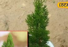 औषधीय गुणों से भरपूर है ये पौधा, इन बीमारियों का माना जाता है काल, ऐसे करें…