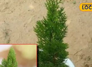 औषधीय गुणों से भरपूर है ये पौधा, इन बीमारियों का माना जाता है काल, ऐसे करें…