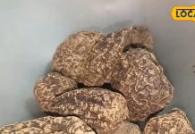 पाइल्स जैसी गंभीर बीमारियों का काल है ये औषधि,सर्दियों में रोगों में भी असरदार