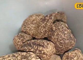 पाइल्स जैसी गंभीर बीमारियों का काल है ये औषधि,सर्दियों में रोगों में भी असरदार