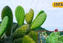 इस कटीले पौधे के आगे दवाईयां भी फेल! कई बीमारियों का माना जाता है रामबाण इलाज