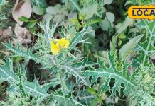 दवाईयों को मात दे सकता है ये पेड़, कमजोर शरीर में फूंक देगा जान, बीज, पत्ती और फूल में भी औषधीय गुण!