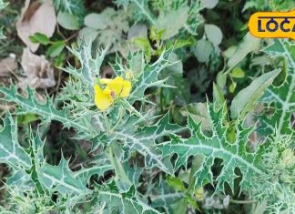 दवाईयों को मात दे सकता है ये पेड़, कमजोर शरीर में फूंक देगा जान, बीज, पत्ती और फूल में भी औषधीय गुण!