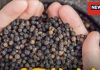Black Pepper Astro Tips: इस साधारण चीज से शनि देव की मिलेगी कृपा, चमक उठेगा भाग्य, चारों तरफ से होगा सिर्फ लाभ!