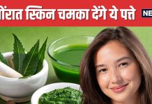 इन हरे पत्तों में छिपा है सेहत का खजाना, रोज 5-10 भी चबाएंगे, तो कई बीमारियों का हो जाएगा सर्वनाश