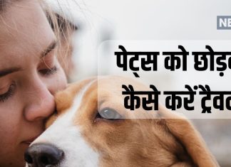 घूमने जाने का है प्लान और घर पर हैं पेट्स! करें ये उपाय