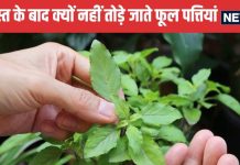 सूर्यास्त के बाद क्यों नहीं तोड़े जाते फूल पत्तियां? जानें क्या है इसकी धार्मिक वजह