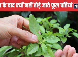 सूर्यास्त के बाद क्यों नहीं तोड़े जाते फूल पत्तियां? जानें क्या है इसकी धार्मिक वजह