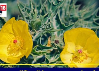 इस आयुर्वेदिक पौधे का रस मर्दों के लिए वरदानतुल्य, इनफर्टिलिटी करे दूर, जवानी में खोई शारीरिक ताकत वापस लाए, जानें जबरदस्त फायदे