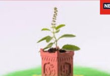 Tulsi Mantra Chant : इन नामों से करें माता तुलसी का जाप, भगवान विष्णु की भी मिलेगी असीम कृपा, जानें विस्तार से