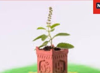 Tulsi Mantra Chant : इन नामों से करें माता तुलसी का जाप, भगवान विष्णु की भी मिलेगी असीम कृपा, जानें विस्तार से
