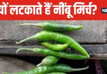 आखिर घर और दुकान के बाहर क्यों लटकाते हैं नींबू-मिर्च? बुरी नजर या फिर कुछ और? जानें इससे होने वाले फायदे