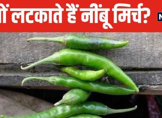 आखिर घर और दुकान के बाहर क्यों लटकाते हैं नींबू-मिर्च? बुरी नजर या फिर कुछ और? जानें इससे होने वाले फायदे