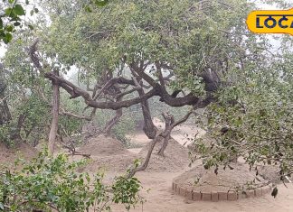 इस वन में आज भी भगवान कृष्ण करते हैं 16 हजार गोपियों के साथ महारास, देखना होता है बड़ा खतरनाक