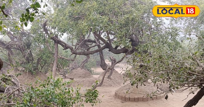 इस वन में आज भी भगवान कृष्ण करते हैं 16