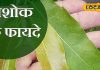 क्लेश-तंगी को खत्म कर देगा बरकत वाला ये पेड़…घर में होने लगेगी पैसों की बारिश, रोगों से भी मिलेगा छुटकारा! – Bharat.one हिंदी
