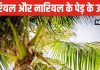 घर के आंगन में सही दिशा में लगा दें नारियल का पौधा, बिना संकट दूर होगी आर्थिक तंगी, बनते चले जाएंगे रुके काम!