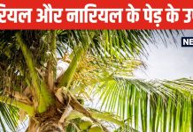 घर के आंगन में सही दिशा में लगा दें नारियल का पौधा, बिना संकट दूर होगी आर्थिक तंगी, बनते चले जाएंगे रुके काम!