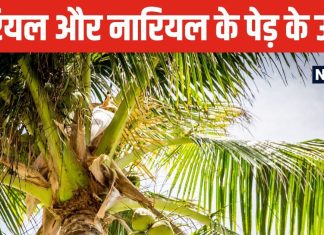 घर के आंगन में सही दिशा में लगा दें नारियल का पौधा, बिना संकट दूर होगी आर्थिक तंगी, बनते चले जाएंगे रुके काम!