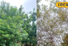 ज्योतिषी से जानें घर के बाहर क्यों नहीं लगाना चाहिए कनैल और नींबू का पेड़, क्या पड़ता है दैनिक जीवन पर असर