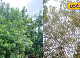 ज्योतिषी से जानें घर के बाहर क्यों नहीं लगाना चाहिए कनैल और नींबू का पेड़, क्या पड़ता है दैनिक जीवन पर असर