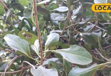 देखिए भगवान कृष्ण का माखन कटोरी पेड़, इसी के पत्तों में छिपाकर खाते थे मक्खन