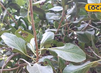 देखिए भगवान कृष्ण का माखन कटोरी पेड़, इसी के पत्तों में छिपाकर खाते थे मक्खन